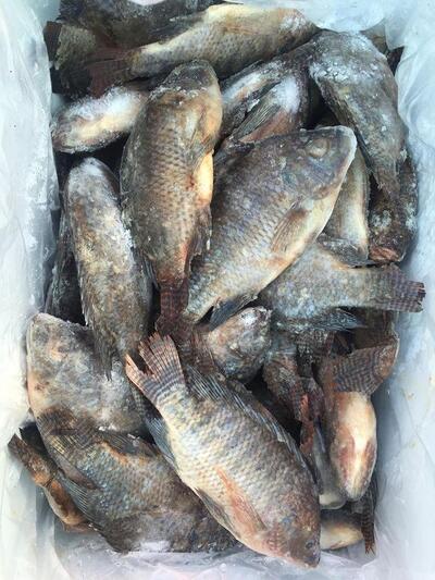 Fish Stop Kisumu