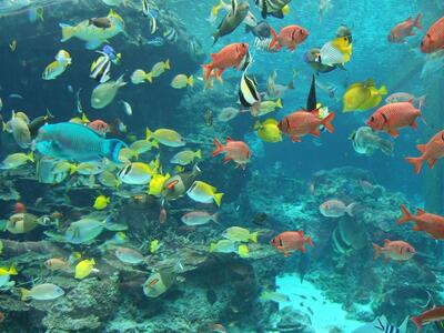 Aquarium Le Tartous