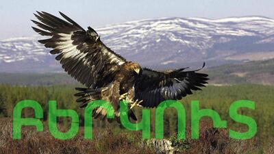 Ռեստորան «Բերկուտ»