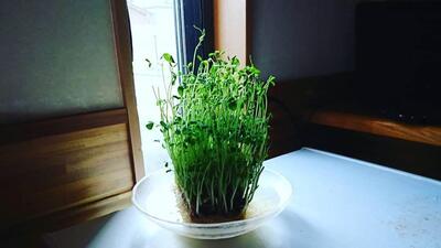島飯屋　創