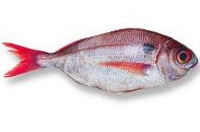 بيع أسماك Sajnan