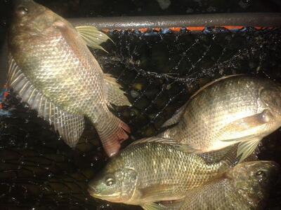LIVE Crappie - mojarra viva