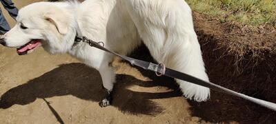 Rifugio Sassi Castelli foto