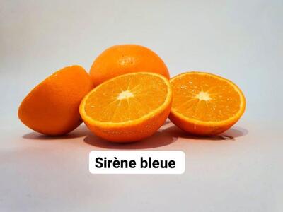 La sirène bleue