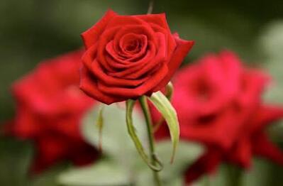 Restaurant Cafè Tea Lounge Sabina