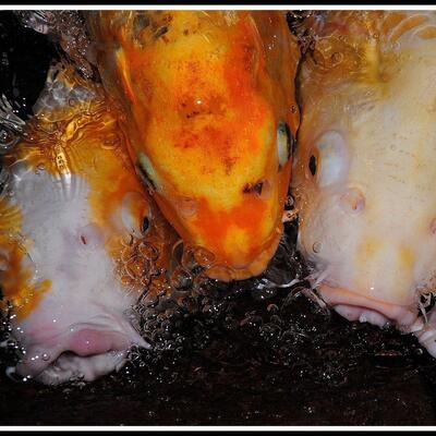 Aziatisch Wok- en Specialiteiten Restaurant "Oriental Garden"