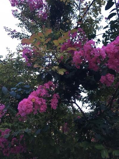 Pizzeria Farinata La Bottega