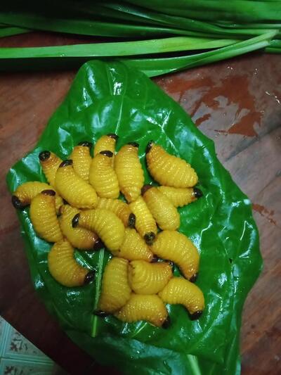 ปองคุณด้วงมะพร้าว