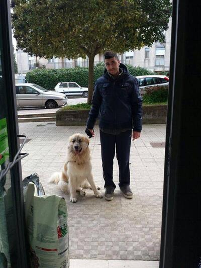 La Brace di Morales Nicola Francesco