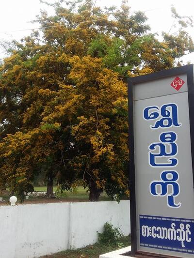 ေရႊညီကို