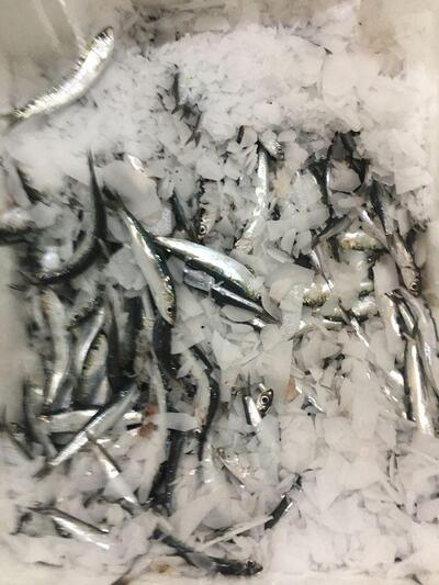 Fritto Misto Seafood Krk foto