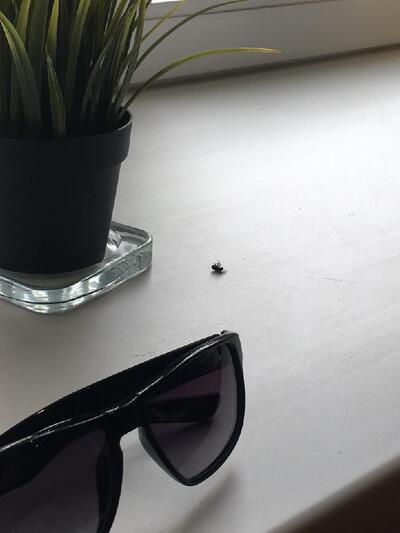 Японский Городовой