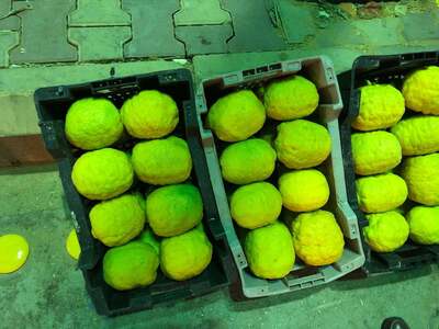 vegetable market