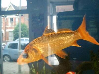 Als Plaice