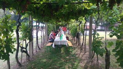 Erdutski vinogradi