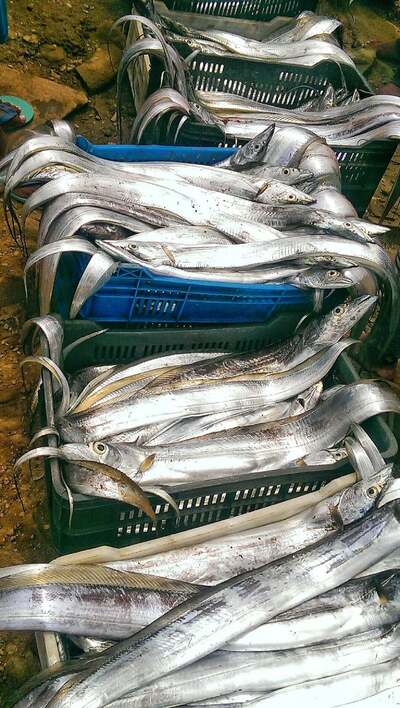 Mercado de Pescado Los Cocos