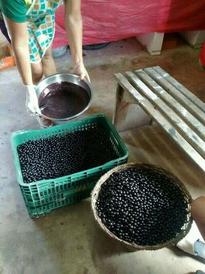 Açai da Rosa
