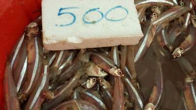 P.N. Fernando Seafood Outlet