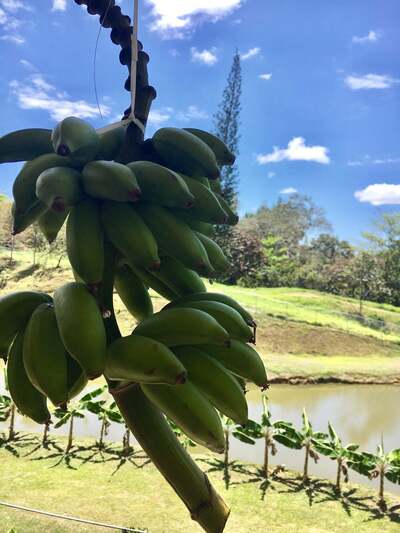 El Jibarito