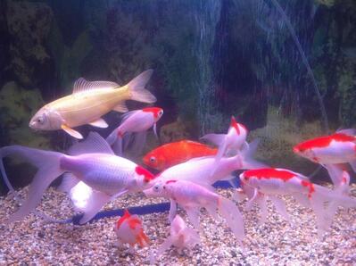 Ascot Fish Bar