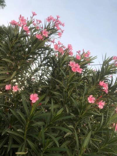 استراحة العيال