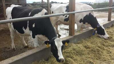 Golden Glen Creamery