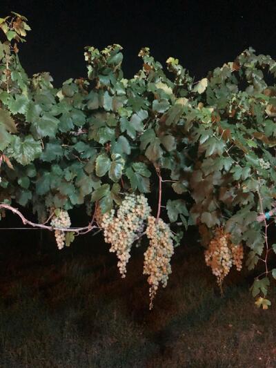 Ristorante Podere Marcantò