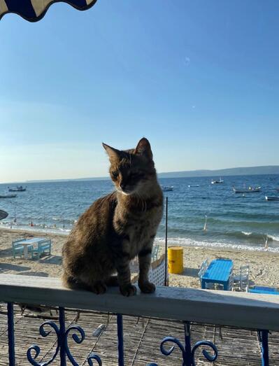 Kavala Balık Restaurant