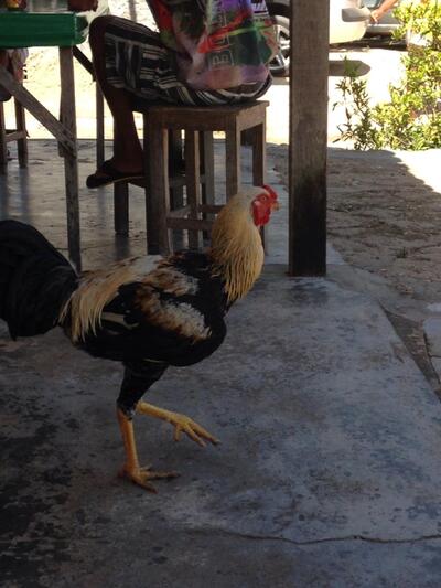 Restaurante do Murilo - Caipe Velho