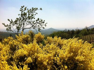 Fattoria Monte Fasolo