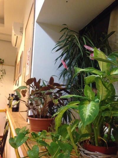 Ristorante Trattoria Rosticceria Da O' Dino - Carne e Pesce Torre del Lago - Take Away