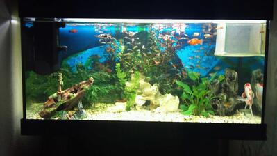 Sprint SA Snack Bar Ristorante