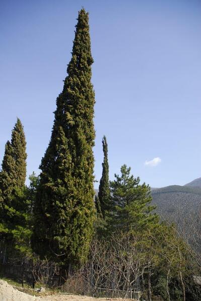 photo de Trattoria Quello Che C'e' C'e'