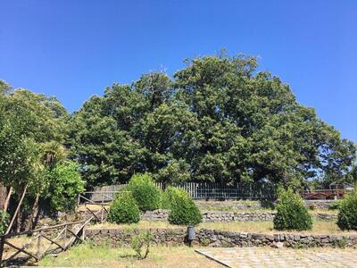 Chiosco Bar Caffè 100 Cavalli